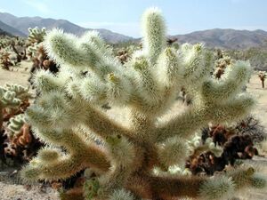 Chollacactus.jpg