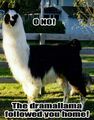 Be sure to watch out for the Drama llama...