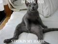 Bedcat: in ur bed, strokin' harbl