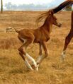 Sam running with his dam.