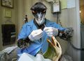 Emo Emu dentist