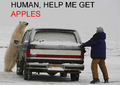 How does polar bear know human knows what apples is?