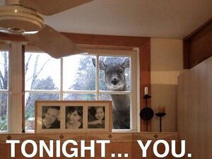 Animals - Captions - Tonight...You.jpg