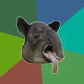 Choice Tapir template.