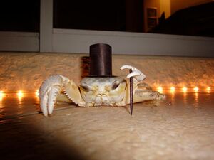 Crabs - Classy.jpg