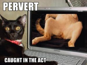 Pervert cat2.jpg