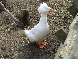 Afro-duck54.jpg