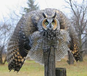 Owl Big.jpg