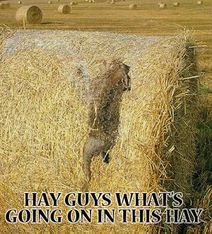 Hay Guys Hay.jpg