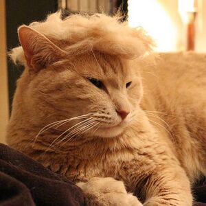 Trump Cat.jpg