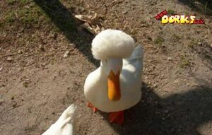 Afro-Duck.jpg