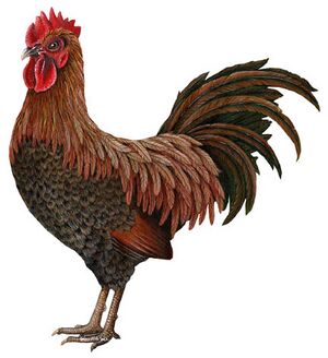 Rooster.jpg