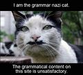 Grammar Nazi Cat