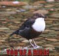 The common Dipper is a rather rotund bird.