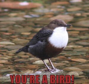 Youreabird4.jpg