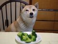 Broccoli Dog