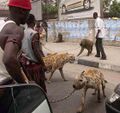 Out for a stroll with the pet hyenas and baboons. These ones didn't get trolled, but it's a good picture.