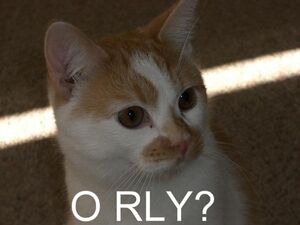 O RLY cat.jpg