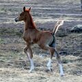 Sam prancing away with his tail held high.