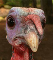 A turkey hears that Thanksgiving is on the way.