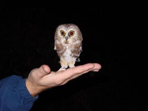 Owl Hand.jpg