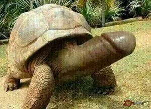 Turtle Dick.jpg