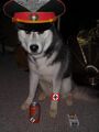 Dylann's nazi dog as seen from his myspace