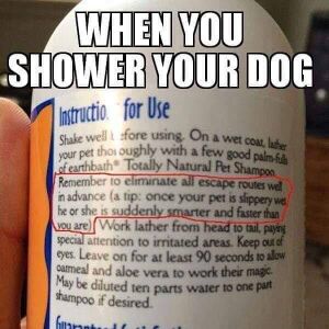 Showering your dog warning.jpeg