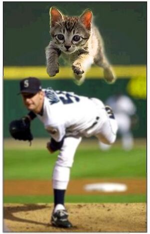 Baseball Kitten.jpg