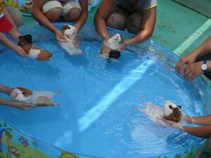 GUINEA PIGS LERNIN 2 SWIM.jpg