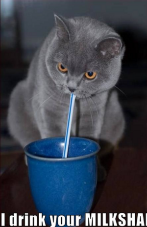 Milkshake cat.png