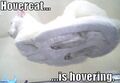 Hovercat