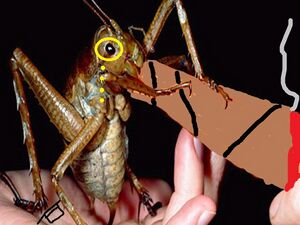 Cigarsex giant weta buggin.jpg