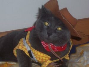 Cowboycat.jpg