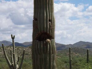 Shocked cactus.jpg