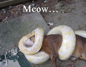 Snake Eating a Cat.JPG