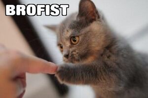 Kitten brofist.jpg