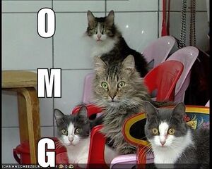 OMGcats.jpg