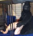 RAPE APE fucking a caged furfag.