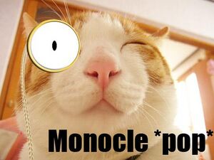 Cat Monocle.JPG