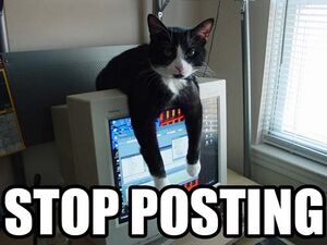 Stop posting cat.jpg