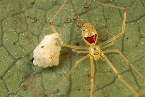 Happyfacespider.jpg