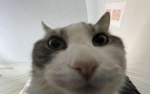 Image cat.png