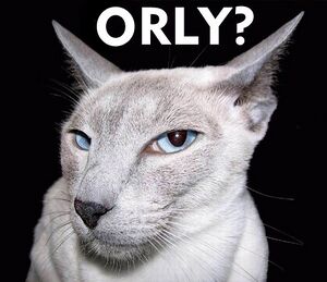 Orly trollcat.jpg