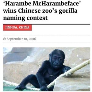 Harambemcharambeface.jpg