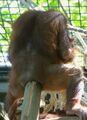 A CHALLENGER APPEARS: Some furry sitting on a steel bar