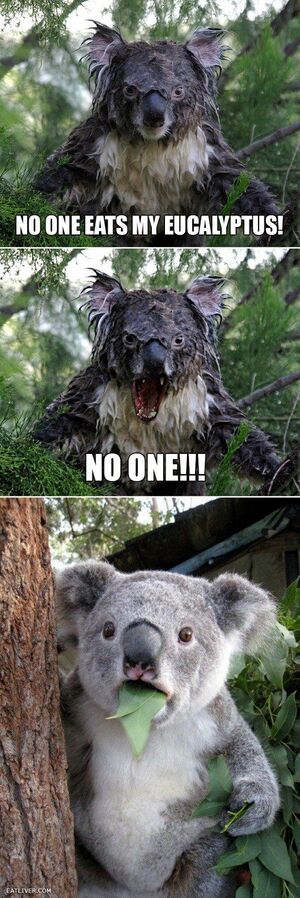 Captions - Animals - Eucalyptus.jpg