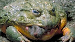 Goliath Frog.jpg