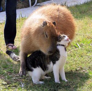 Capybara - 03.jpg