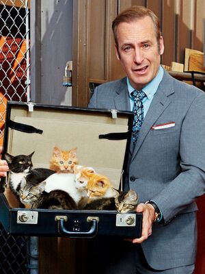 Saul Goodman kitten briefcase.jpg